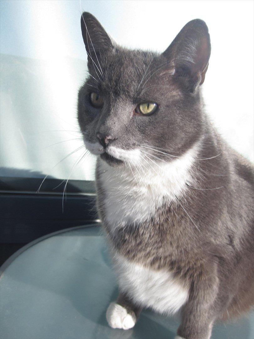 Huskat Birger billede 3