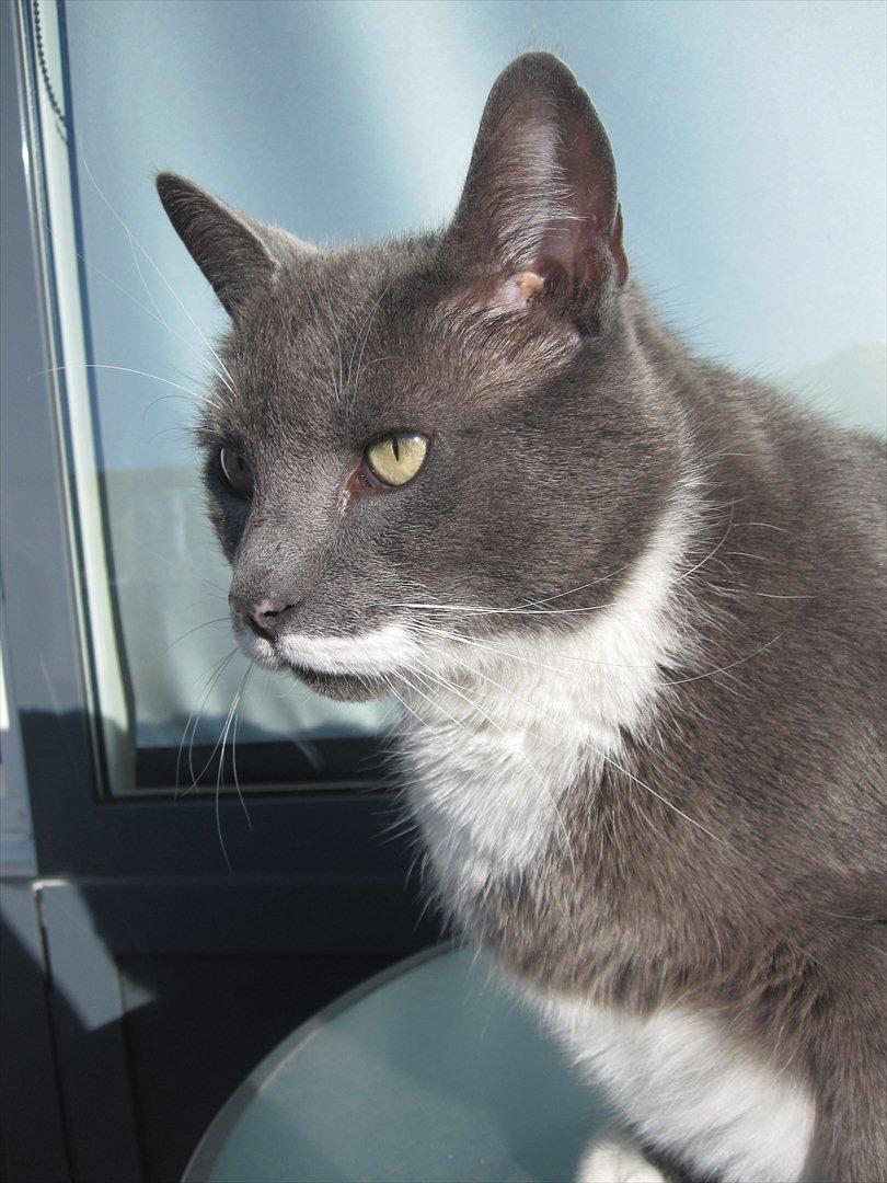 Huskat Birger billede 4