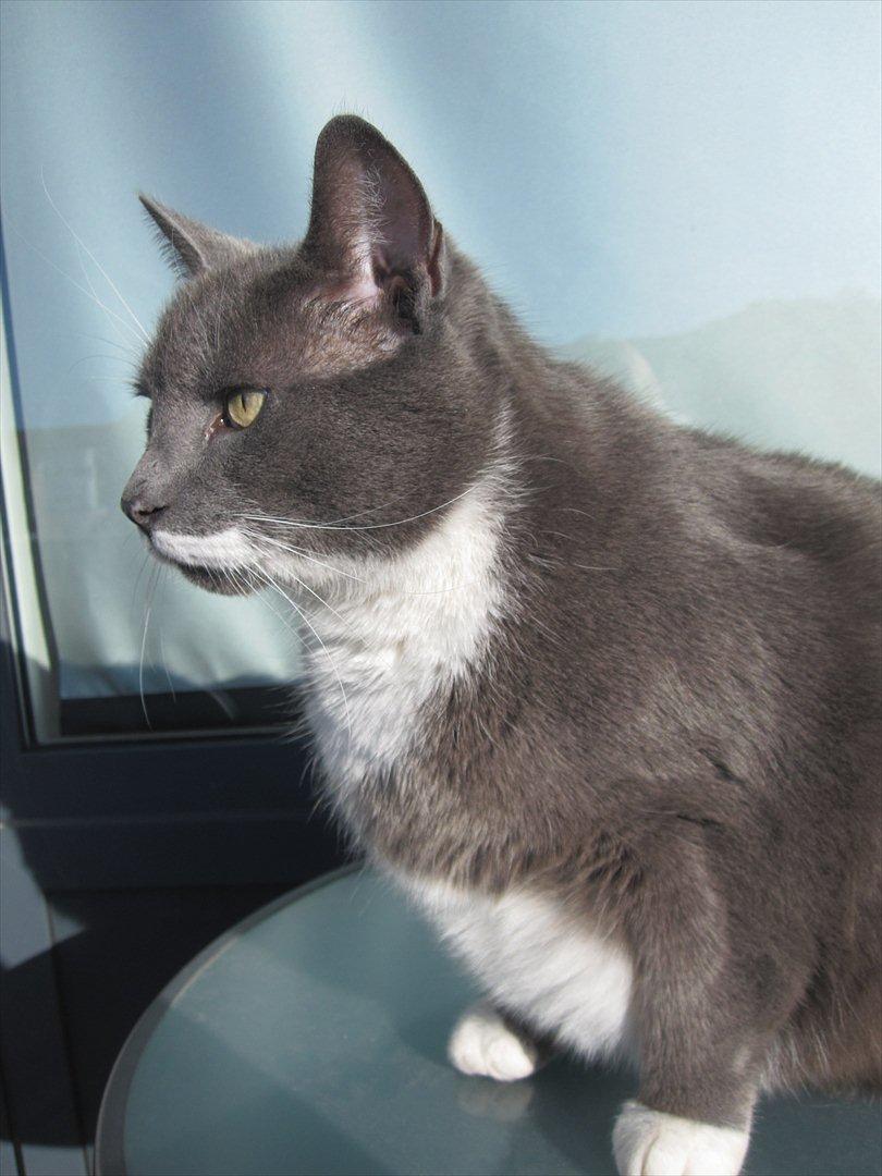 Huskat Birger billede 5