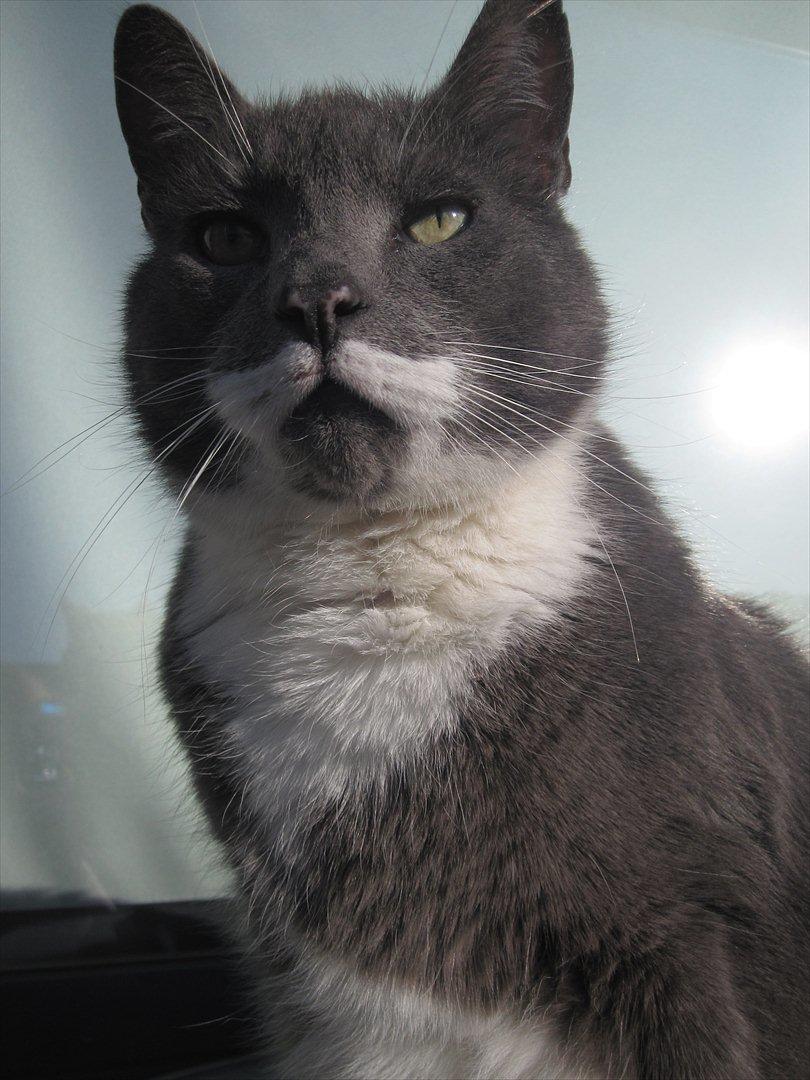 Huskat Birger billede 6