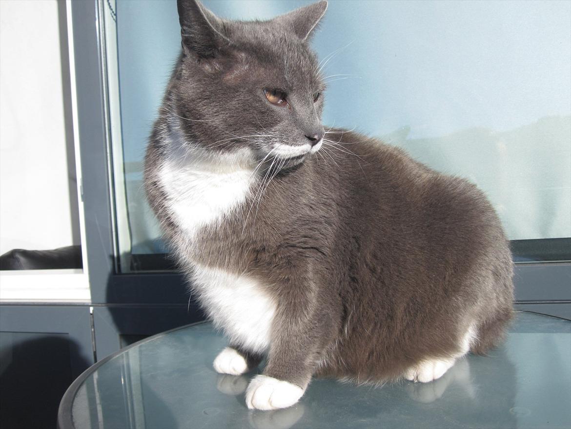 Huskat Birger billede 7