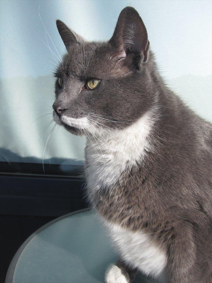 Huskat Birger billede 8