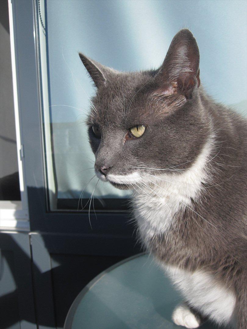 Huskat Birger billede 9