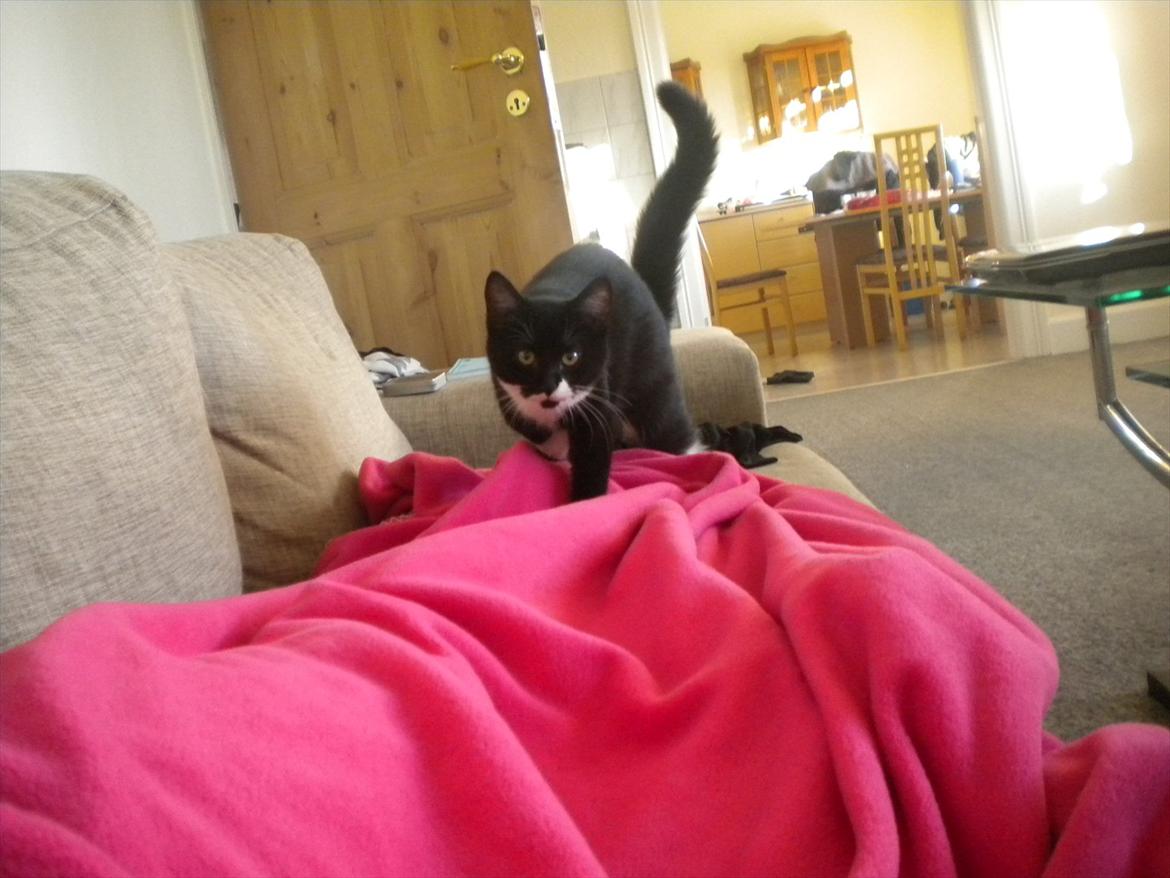 Huskat Anders  billede 13