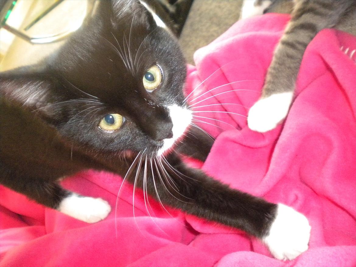 Huskat Anders  billede 14