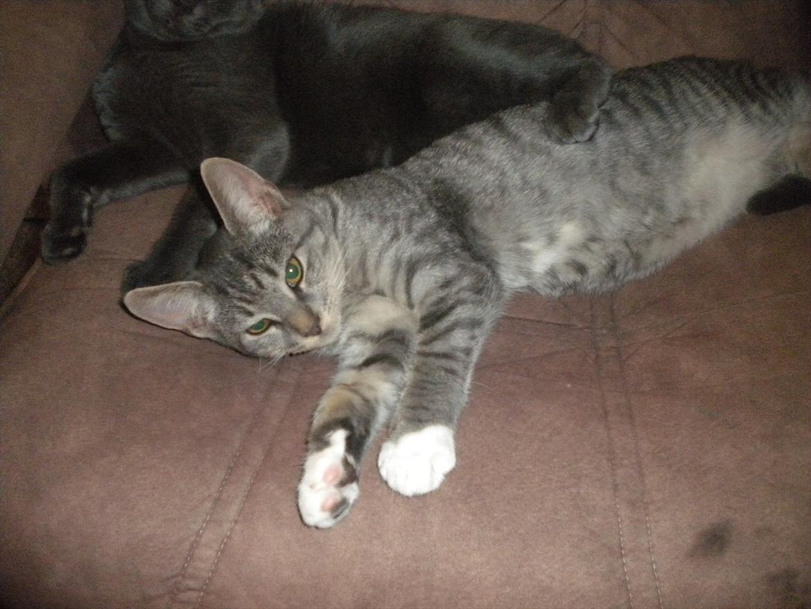 Huskat Karen  billede 10