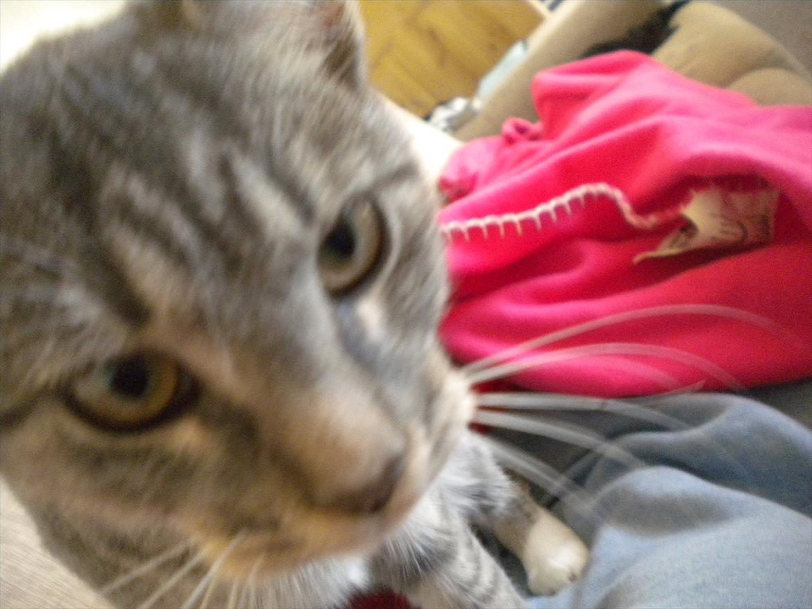 Huskat Karen  billede 11