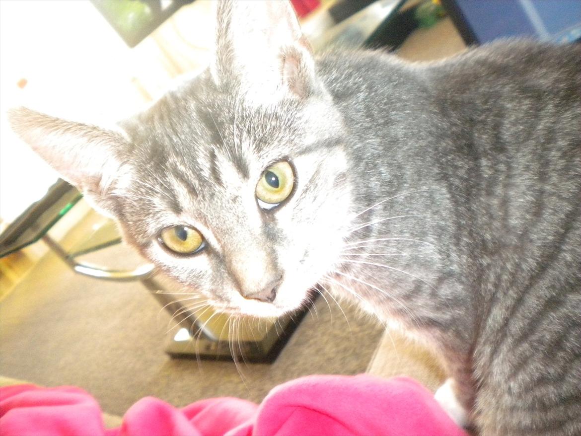 Huskat Karen  billede 12