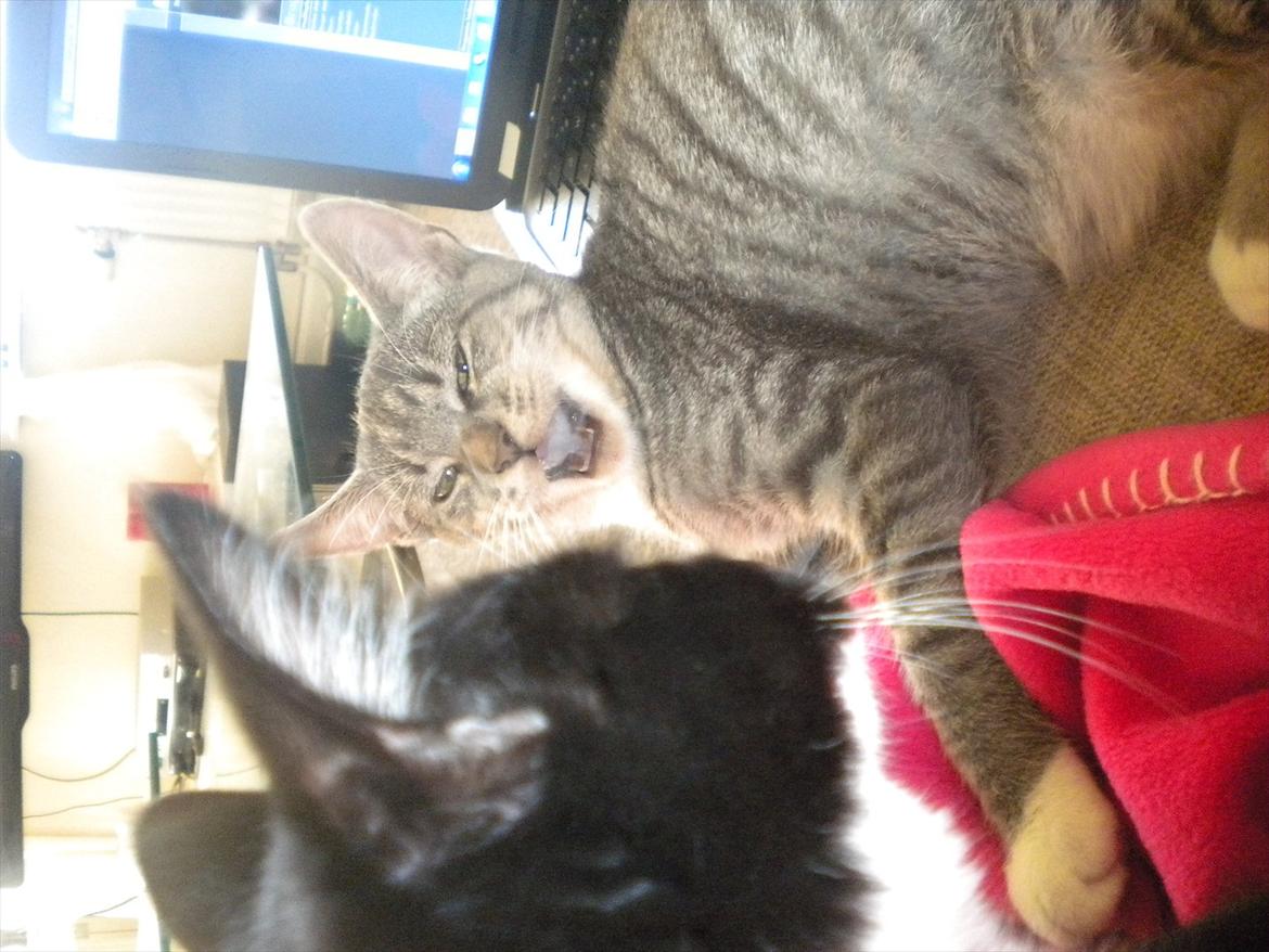 Huskat Karen  billede 13