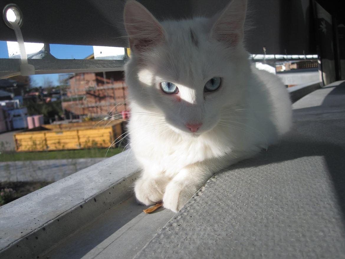 Norsk Skovkat snebold billede 5