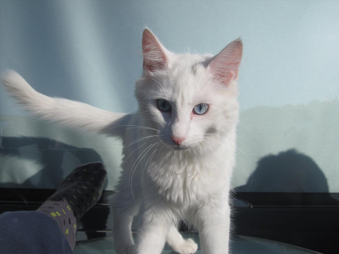 Norsk Skovkat snebold billede 7