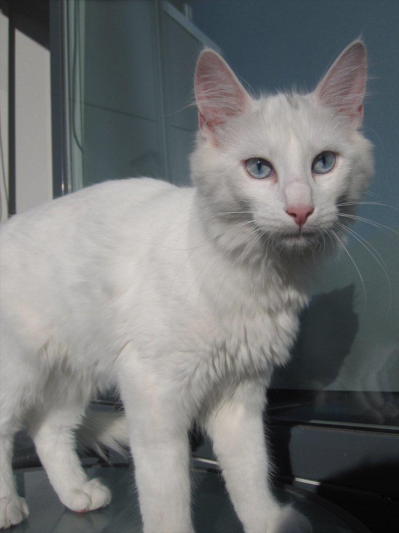 Norsk Skovkat snebold billede 6