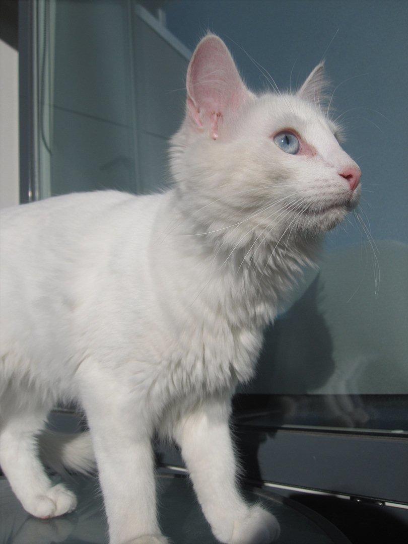 Norsk Skovkat snebold billede 8