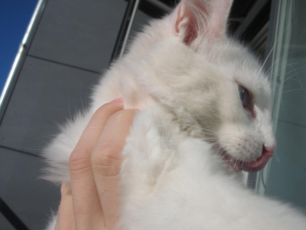 Norsk Skovkat snebold billede 14