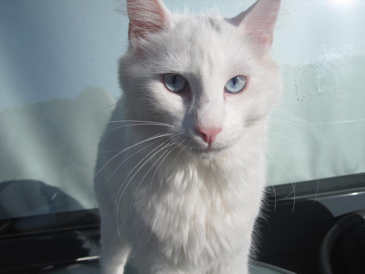 Norsk Skovkat snebold billede 15