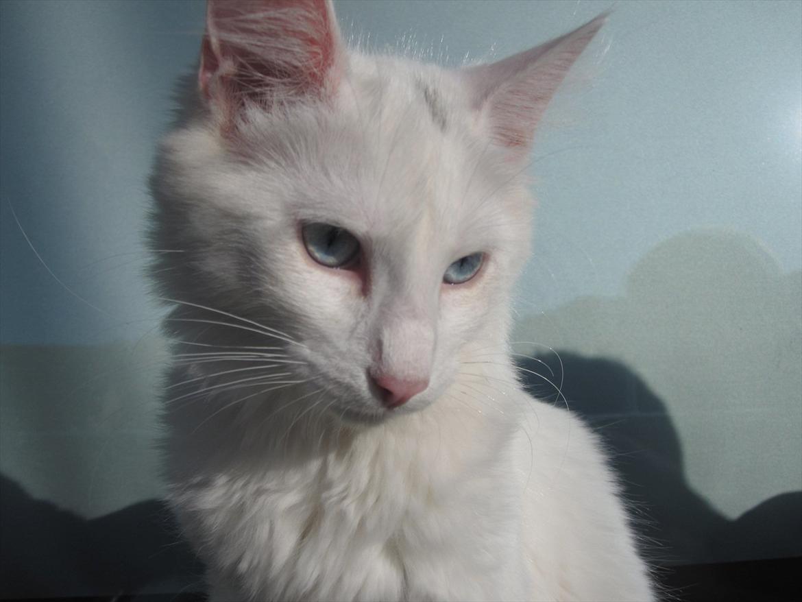 Norsk Skovkat snebold billede 16