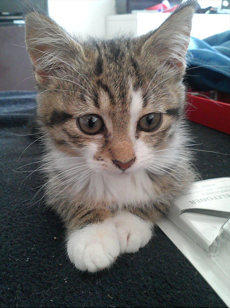 Blanding af racer Molly - Velkommen billede 1