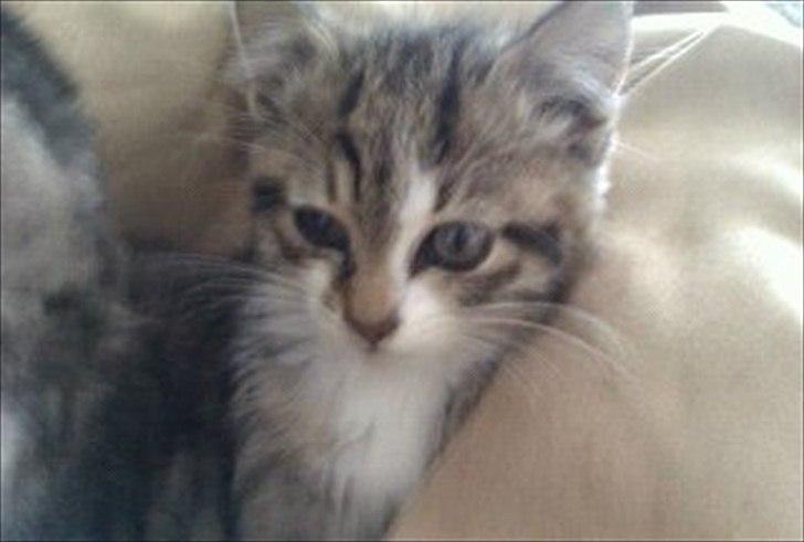 Blanding af racer Molly - lille jeg er her :) billede 2