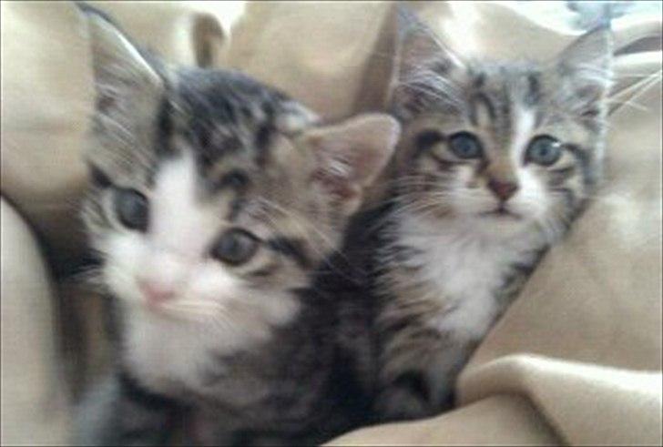 Blanding af racer Molly - De to nuttede søskene billede 3