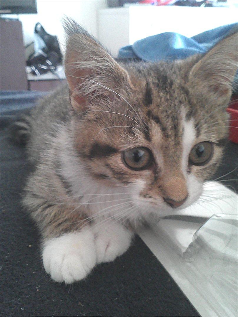 Blanding af racer Molly - Halløj billede 4