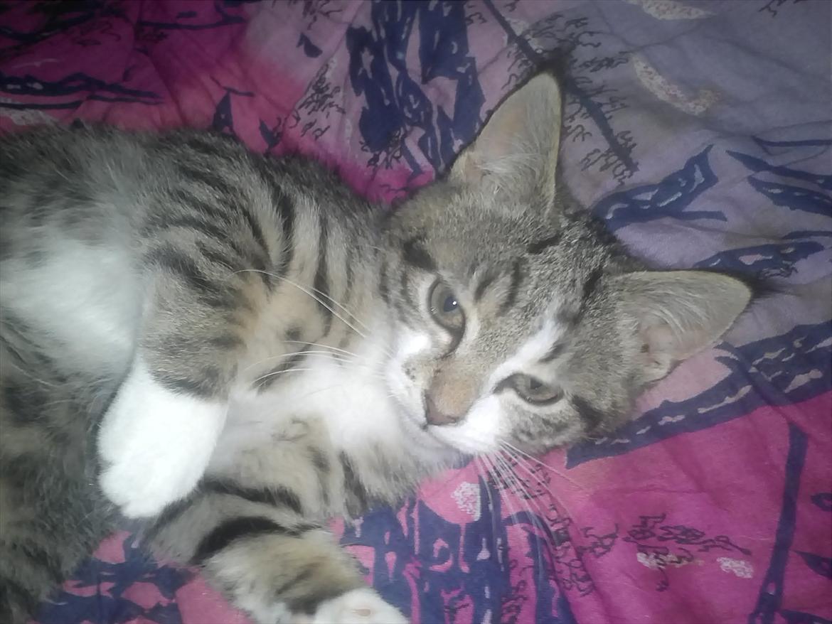 Blanding af racer Molly - elsker dynen billede 5