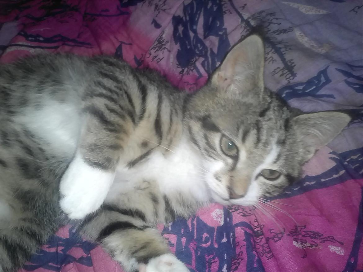 Blanding af racer Molly - nyder livet billede 6