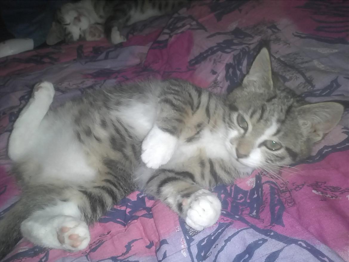 Blanding af racer Molly - Er jeg ikk smuk billede 7