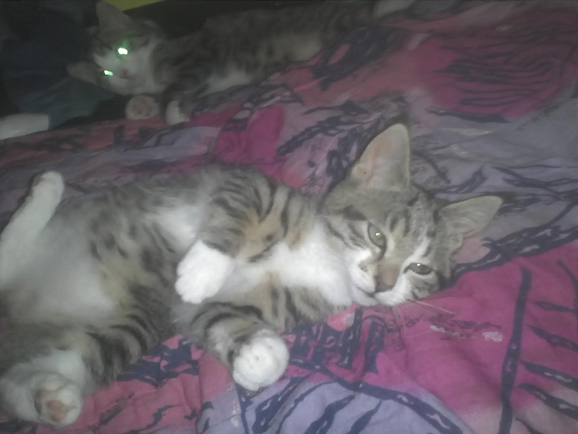 Blanding af racer Molly - TIHI billede 8