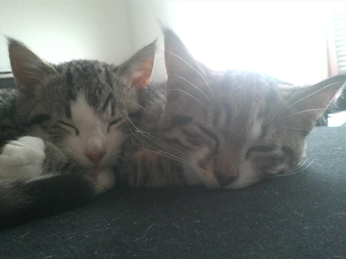 Blanding af racer Molly - Ligger og sover med bror mand billede 9