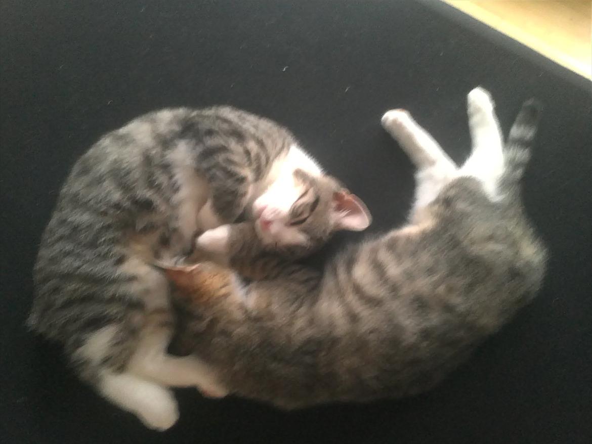 Blanding af racer Molly - Jing og Jang billede 10