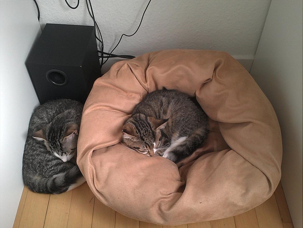 Blanding af racer Molly - I kan vel ikk se hvem der er manden i forholdet vel :P billede 11