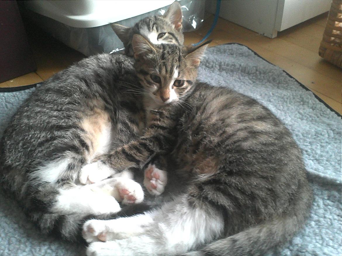 Blanding af racer Molly - vi prøver at sove ... billede 12