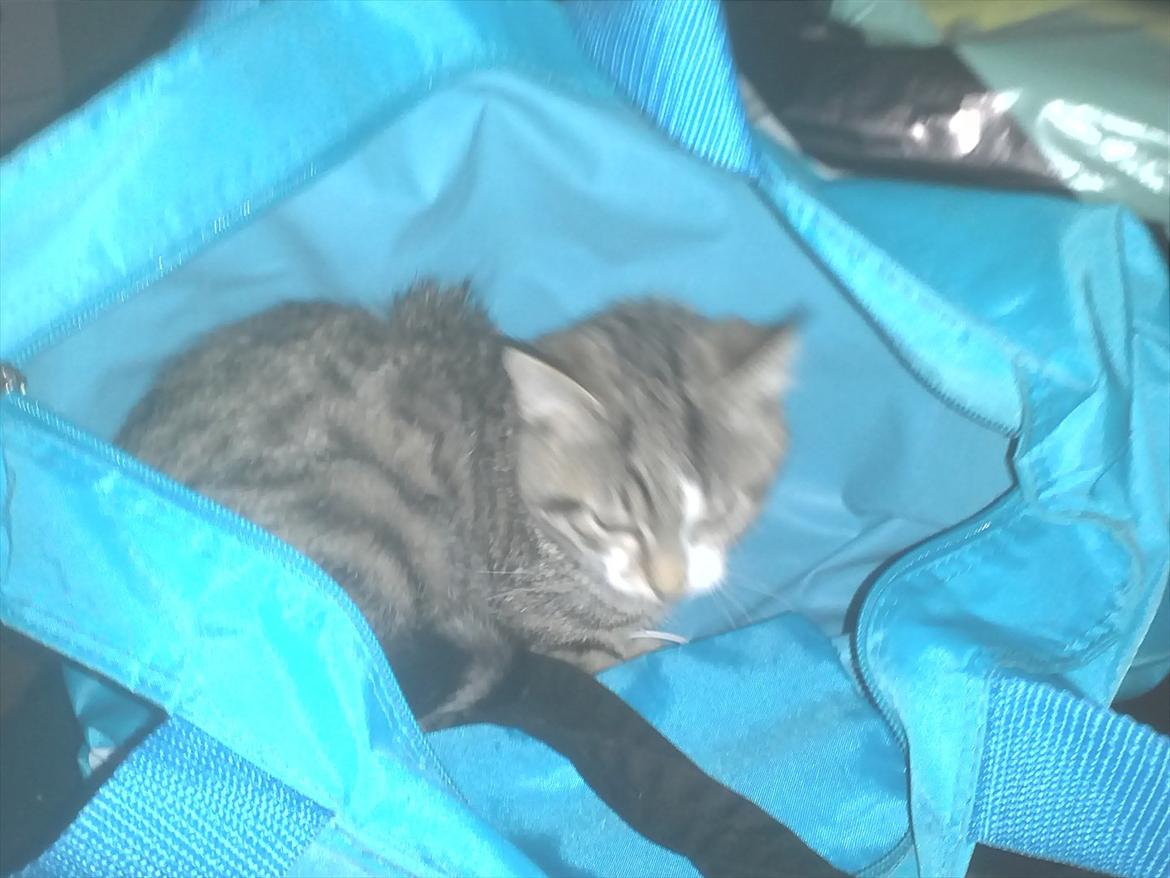 Blanding af racer Molly - Du må ikk gå uden at tage mig med !! billede 13