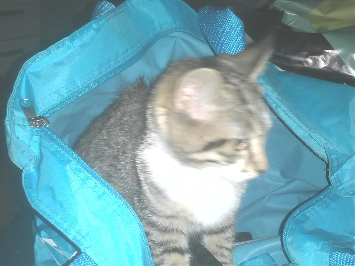 Blanding af racer Molly - Du for altså ikk lov at gå uden at tage mig med :)
Tak fordi i kikkede med billede 14