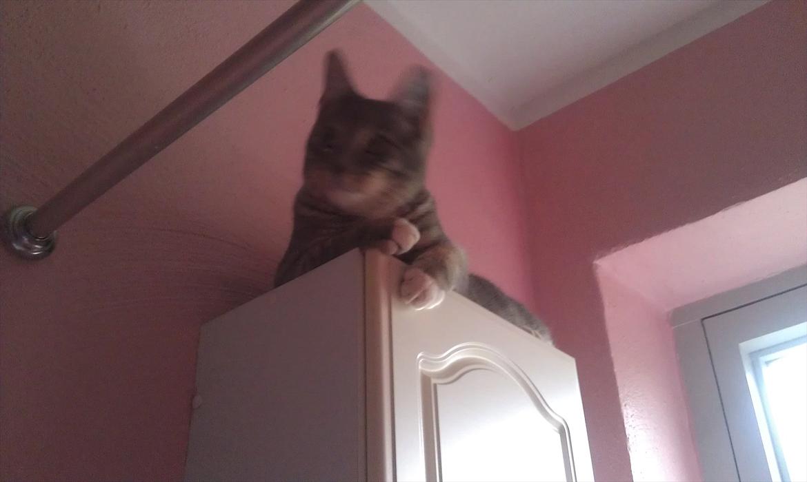 Huskat Aslan - højt på strå billede 12