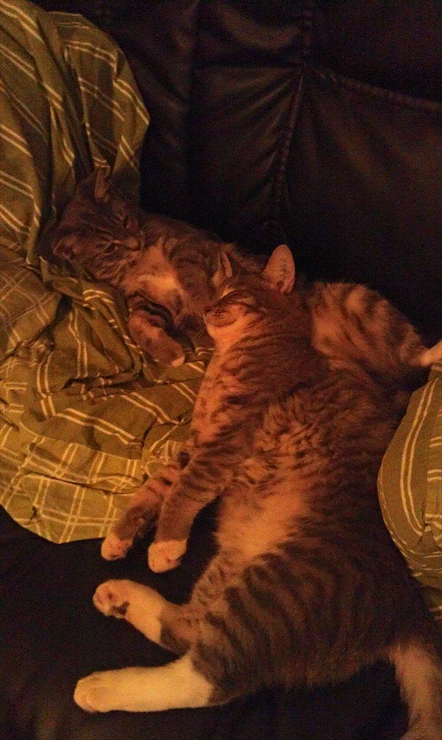 Huskat Aslan - sover med nala billede 13