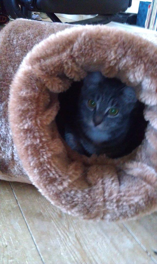 Huskat Nala - leger i tunnel billede 14