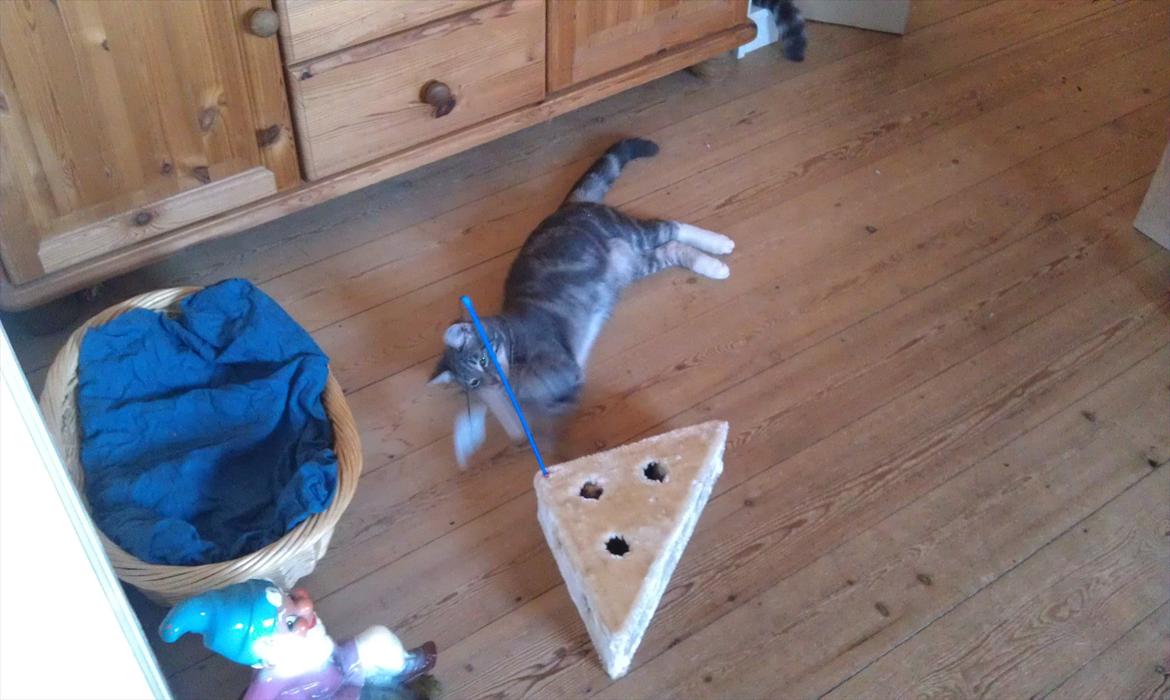 Huskat Nala - leger med ost billede 15