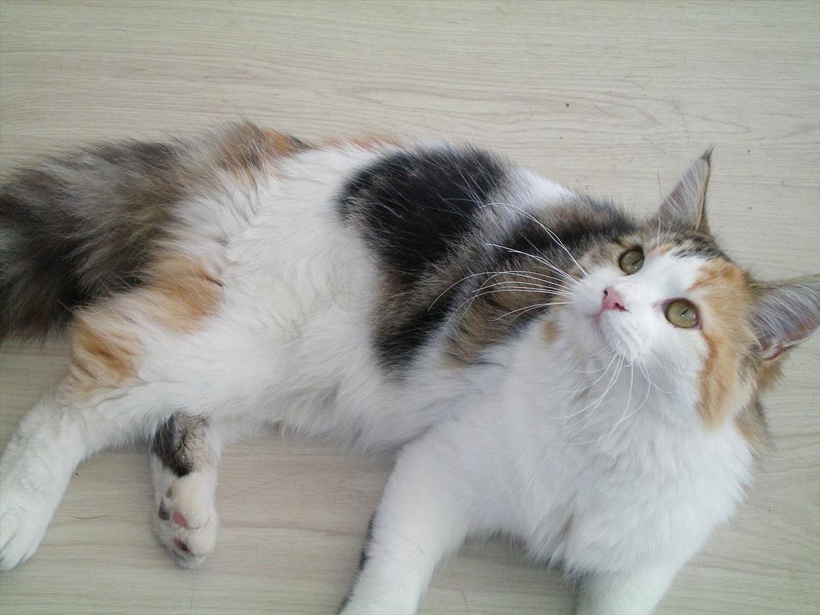 Maine Coon Malou #Malle# - Fjollede Malou er klar til at lege. :D billede 17