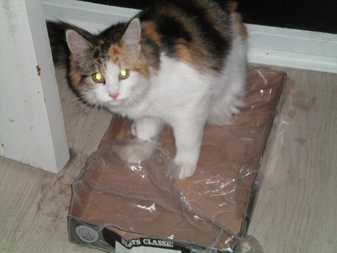 Maine Coon Malou #Malle# - Åh, din lille fjollede pige. Nu har hun fundet en tom ølramme, som hun leger i. :D billede 15