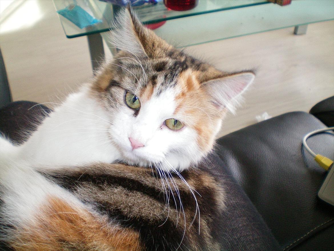 Maine Coon Malou #Malle# - Malou den 14/10 2011 billede 16