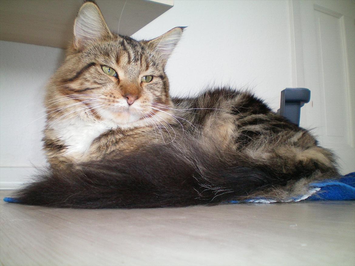 Maine Coon Noah #NoahBoah# - Min dejlige NoahBoah. <3 billede 17