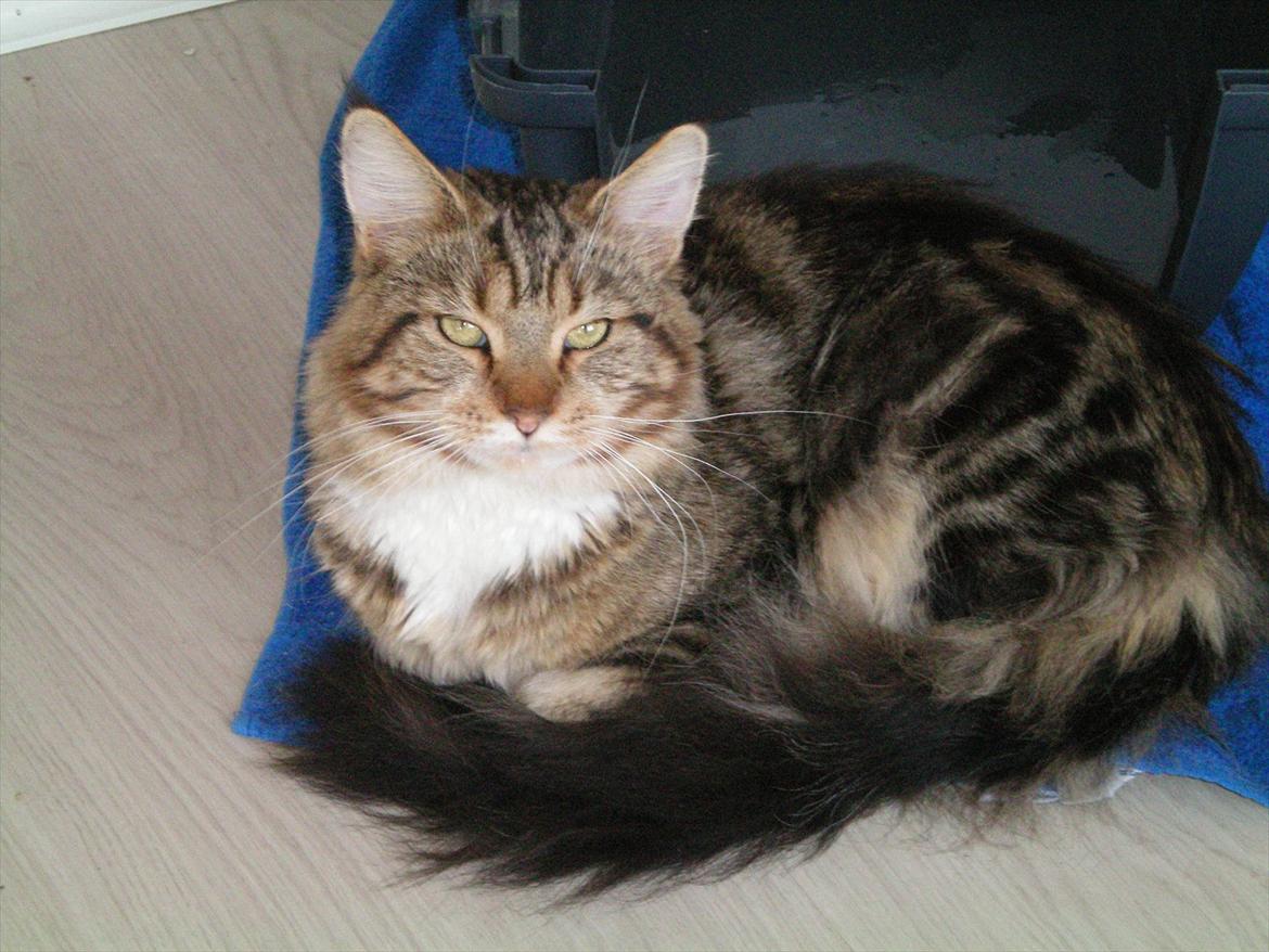 Maine Coon Noah #NoahBoah# - Noah d. 14/10 2011 billede 16