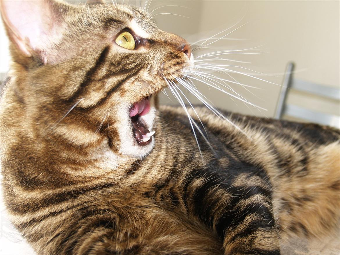 Blanding af racer Captain Morgan billede 5