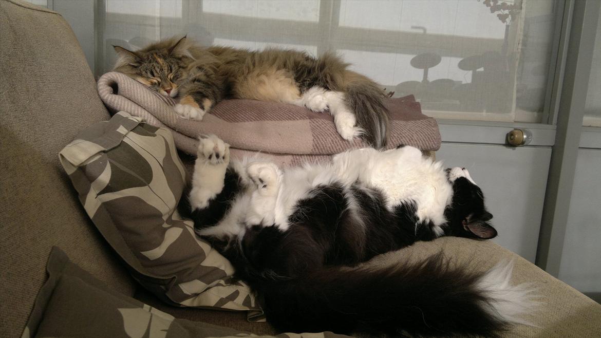 Norsk Skovkat Irma-Pigen  billede 3