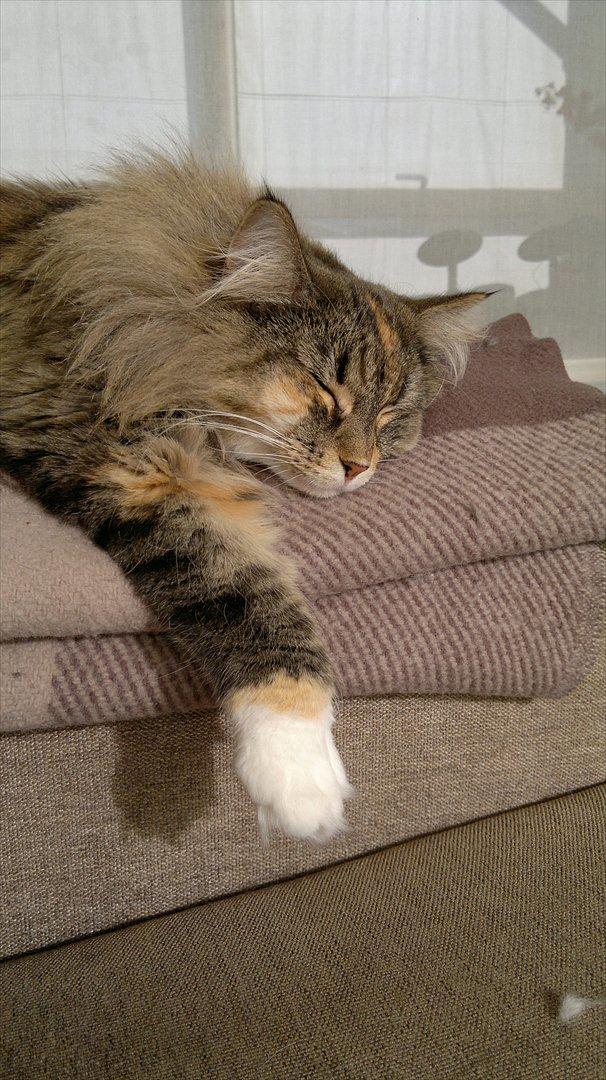 Norsk Skovkat Irma-Pigen  billede 1