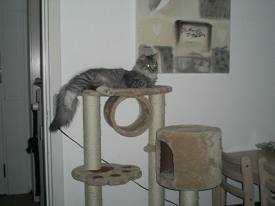 Maine Coon Bamse billede 1