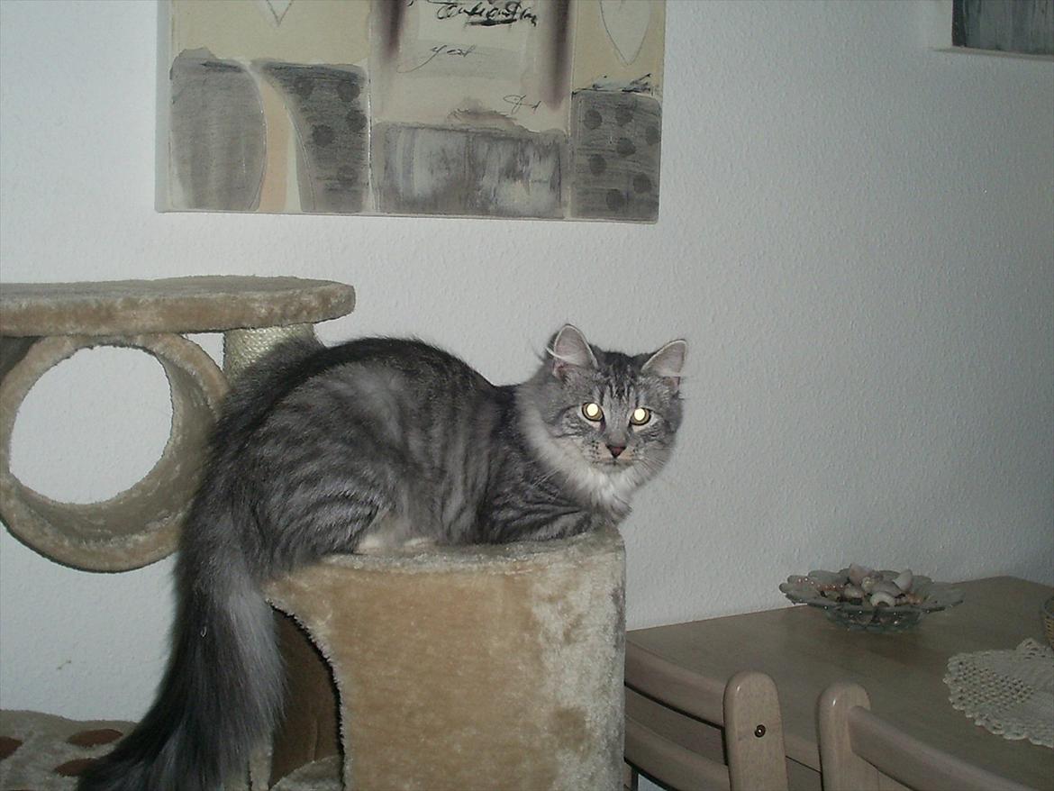 Maine Coon Bamse billede 2