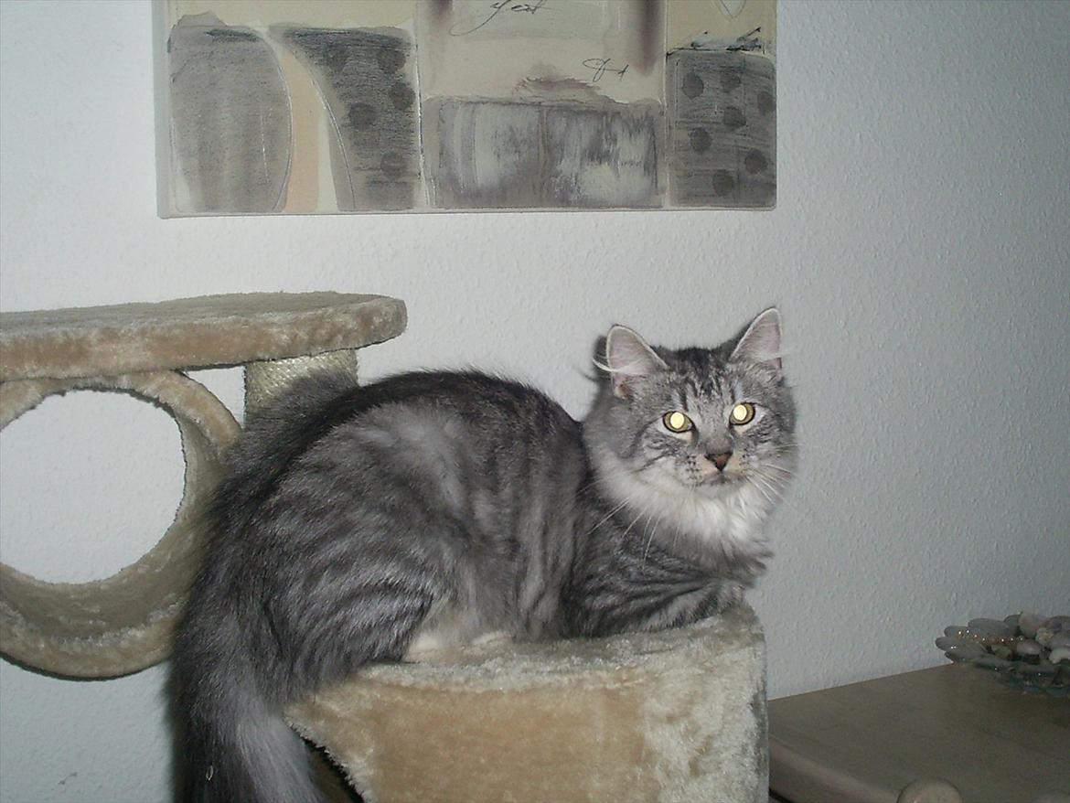 Maine Coon Bamse billede 3