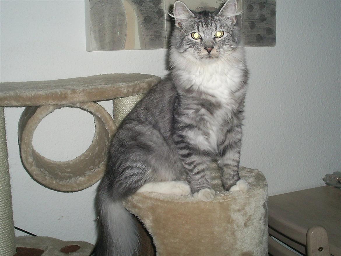 Maine Coon Bamse billede 4